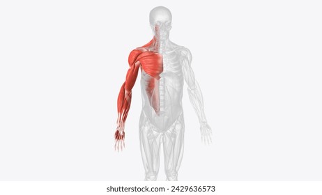 Muscles of right upper limb  3d illustration