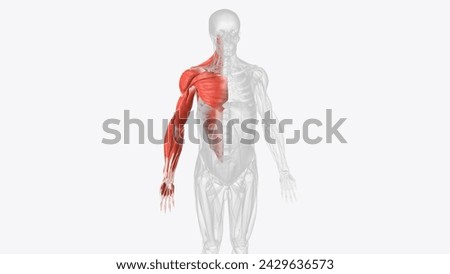 Muscles of right upper limb  3d illustration