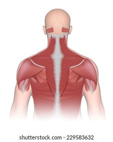 Muscles of the upper back and neck