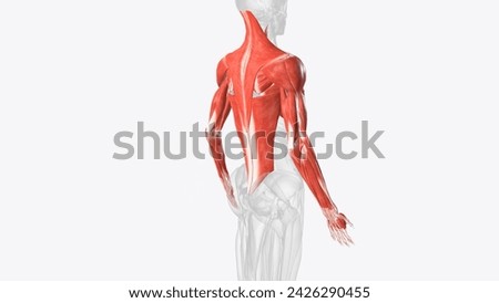 The muscles of the upper limb can be divided into 6 different regions: pectoral, shoulder, upper arm, anterior forearm, posterior forearm, and the hand