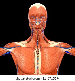 Muscles Veins Anterior View 3d Illustration Stock Illustration ...