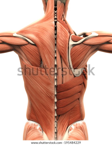 Muscular Anatomy Back Stock Illustration 195484229