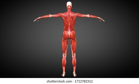 Muscular System Responsible Movement Human Body Stock Illustration ...