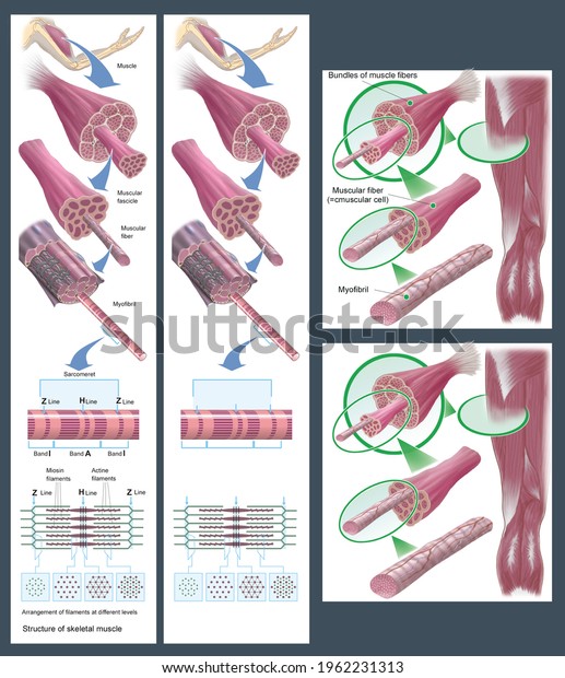 The musculature. Structure and ultrastructure\
of muscle, muscle fiber and myofibril. Actin and myosin fibers.\
Mechanism of muscle contraction. Illustration with and without\
English captions.