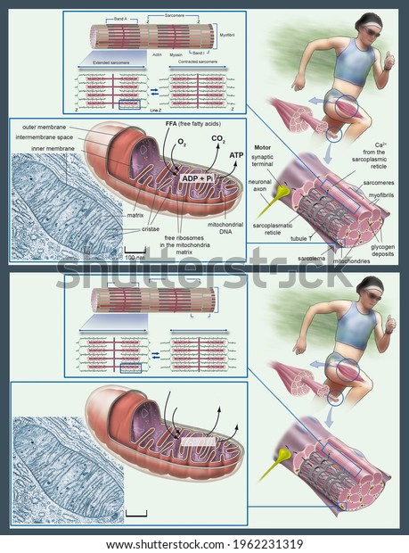 The musculature. Structure and ultrastructure\
of muscle, muscle fiber and myofibril. Actin and myosin fibers.\
Mechanism of muscle contraction. Illustration with and without\
English captions.