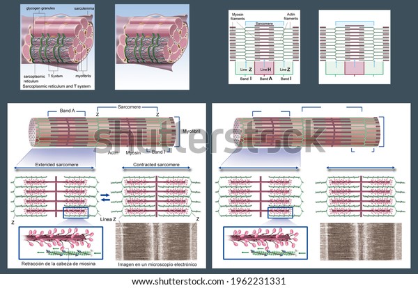 The musculature. Structure and ultrastructure
of muscle, muscle fiber and myofibril. Actin and myosin fibers.
Mechanism of muscle contraction. Illustration with and without
English captions.