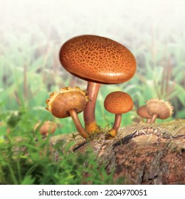 Mushroom, 3d Illustration, 3d Rendering, Realism, Photo Realistic