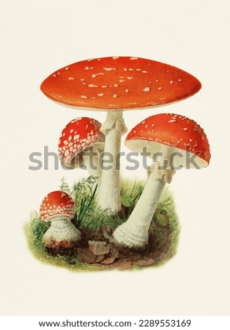 Mushroom illustration. Vintage botanical art. 