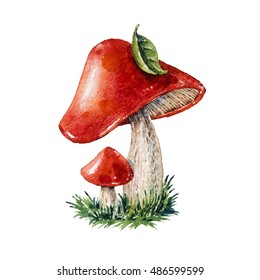 Mushroom. Watercolor Illustration.