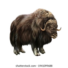The muskox (Ovibos moschatus), realistic drawing, illustration for the arctic tundra animal encyclopedia, isolated image on a white background