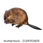 Muskrat, musky rat (Ondatra zibethicus), semi-aquatic rodent, realistic drawing, illustration for animal encyclopedia, isolated image on white background.