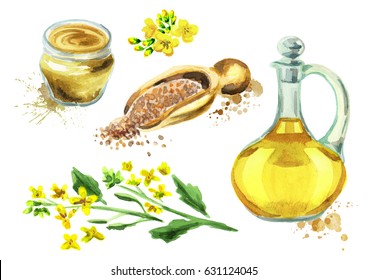 Mustard Set With Plant, Oil, Seasoning And Seed. Hand Drawn Watercolor