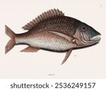 Mutton Fish from The natural history of Carolina, Florida, and the Bahama Islands (1754) by Mark Catesby (1683-1749). Vintage fish illustration, art drawing, old marine life illustration, fish print.