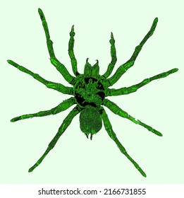 Mygalomorphae, Or Mygalomorphs, Are An Infraorder Of Spiders, And Comprise One Of Three Major Groups Of Living Spiders With Over 3000 Species, 