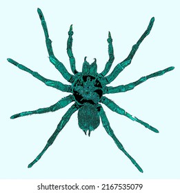 Mygalomorphae, Or Mygalomorphs, Are An Infraorder Of Spiders, And Comprise One Of Three Major Groups Of Living Spiders With Over 3000 Species, 