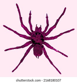 Mygalomorphae, Or Mygalomorphs, Are An Infraorder Of Spiders, And Comprise One Of Three Major Groups Of Living Spiders With Over 3000 Species, 