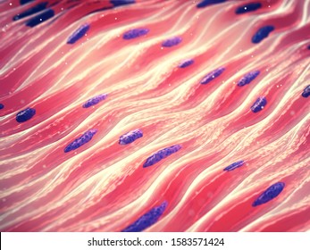 Myocytes Are The The Type Of Cells Found In Muscle Tissue, Smooth Muscle Consists Of Spindle Shaped Cells With Single Nucleus, 3d Illustration