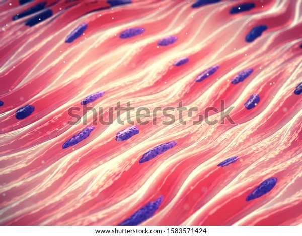 Myocytes are the the type of cells found in\
muscle tissue, Smooth muscle consists of spindle shaped cells with\
single nucleus, 3d\
illustration