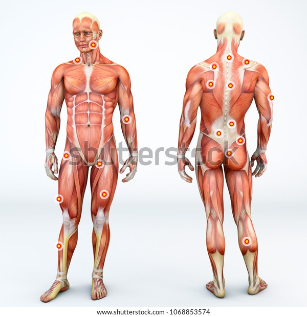 Myofascial trigger points, are described as\
hyperirritable spots in the fascia surrounding skeletal muscle.\
Palpable nodules in taut bands of muscle fibers. Front and back\
view of a man. 3d\
rendering