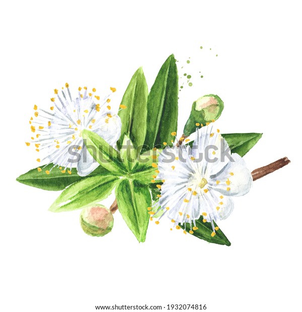花と香りのする葉を持つマートルの枝 白い背景に水彩の手描きのイラスト のイラスト素材