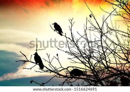 Image, Stock Photo COMPETITION Bird Starling