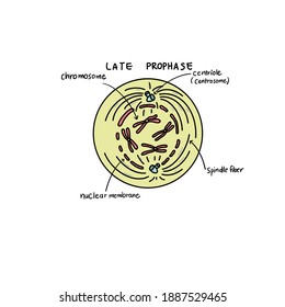 N Late Prophase (sometimes Also Called Prometaphase), The Mitotic Spindle Begins To Capture And Organize The Chromosomes.