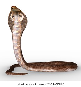 1,031 King cobra fangs Images, Stock Photos & Vectors | Shutterstock