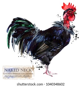 Asian Chicken Breeds Nude Gallery Telegraph