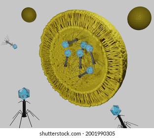 Nano Encapsulation Of Bacteriophage For Phage Therapy 3d Rendering 