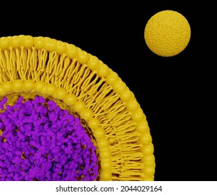 Nanoparticles Comprised Of Lipids (liposome) Can Be Used To Encapsulate Biological Or Small Molecule Active Pharmaceutical Ingredients (APIs) For Drug Delivery 3d Rendering