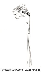 The Narcissist Flower Hand Drawn Illustration For Your Design