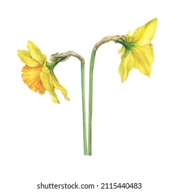 Narcissus (daffodil, easter bell, jonquil, lenten lily) with yellow flowers. Floral botanical picture. Hand drawn watercolor painting illustration isolated on white background.