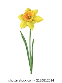 Narcissus (daffodil, Easter Bell, Jonquil, Lenten Lily) With Yellow Flowers. Floral Botanical Picture. Hand Drawn Watercolor Painting Illustration Isolated On White Background.