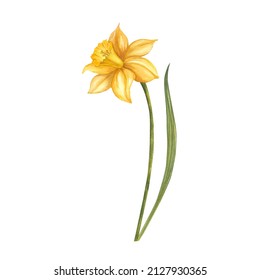 Narcissus watercolor illustration. Hand painted card isolated on white background. Narcissus illustration for design.