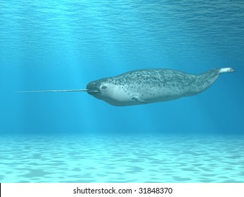 Narwhal