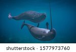 Narwhal couple,  two Monodon monoceros playing in the ocean (3d rendering)