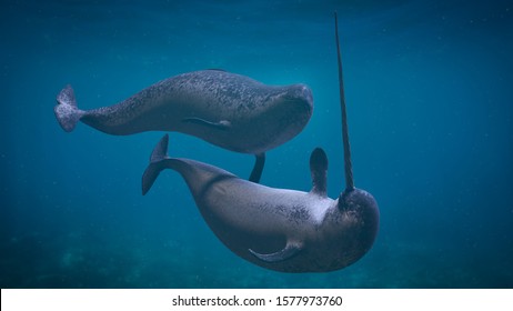 Narwhal couple,  two Monodon monoceros playing in the ocean (3d rendering)