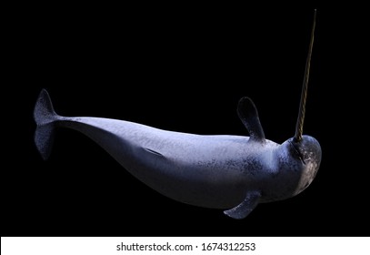 Narwhal, Male Monodon Monoceros Isolated On Black Background (3d Render)
