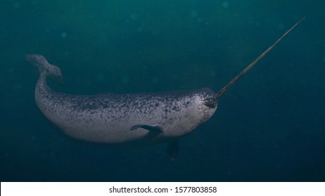 Narwhal, Male Monodon Monoceros Swimming In The Ocean (3d Render)