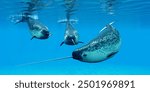 Narwhal Male Whales 3d illustration - Narwhal whales live in social groups called pods and live in the Arctic ocean and males have a tusk.