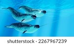 Narwhal Males 3d illustration - Narwhal whales live in social groups called pods and live in the Arctic ocean and males have a tusk.