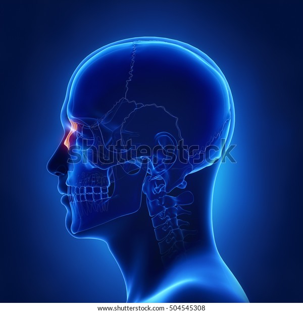 Nasal Bone Os Nasale Lateral View Stock Illustration 504545308