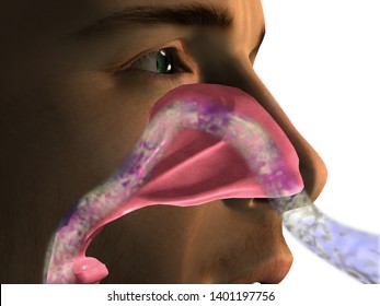 Nasal Passage Breathing Air Flow, 3D Rendering