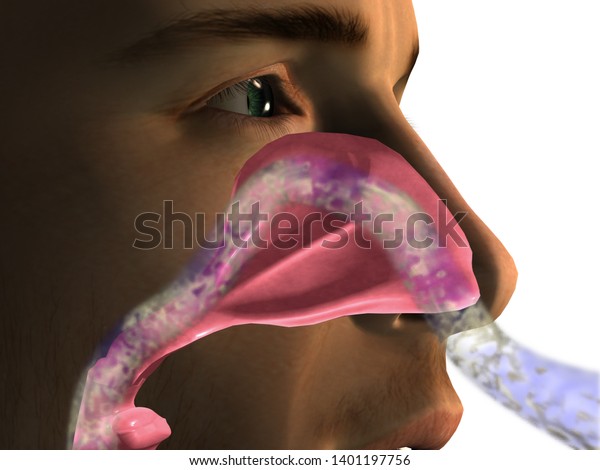 Nasal Passage\
Breathing Air Flow, 3D\
Rendering