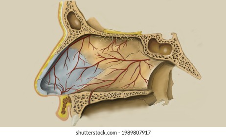 Nasal Septum Or Medial Wall Of Nose