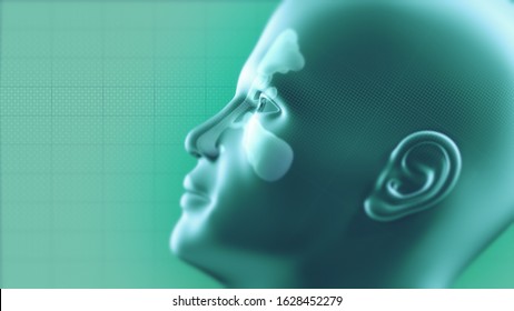 Nasal Sinus Infection. Frontal, Ethmoidal, Sphenoidal And Maxillary Sinuses. Sinusitis. 3D Illustration.