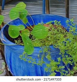 Nasturtium And Lemon Thyme In Blue Ceramic Planter