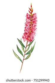 Native Australian Bottlebrush Flower Branch Hand Painted In Watercolour. Red And Green Vibrant Colours.