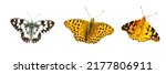 native butterfly on a white background banner 01