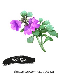 Native Thyme Cut-leaf Mint Bush, native mint once used as a medicinal herb, features in cooking and herbal teas. Prostanthera incisa Tucker Bush pink flowers and green leaves, digital art illustration